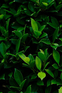 Full frame shot of green leaves