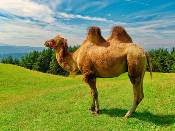 Elephant standing in a field