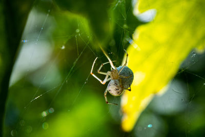 Close-up of spider on web