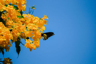 Close-up of bee pollinating on yellow flower