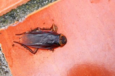 High angle view of insect on wall