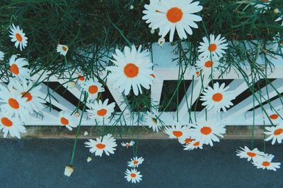 Close-up high angle view of flower tree