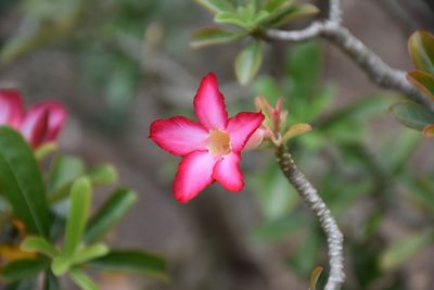 Close-up of pink flowers blooming outdoors