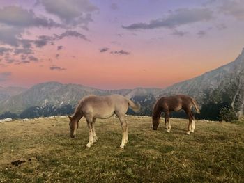 Horses grazing in a field