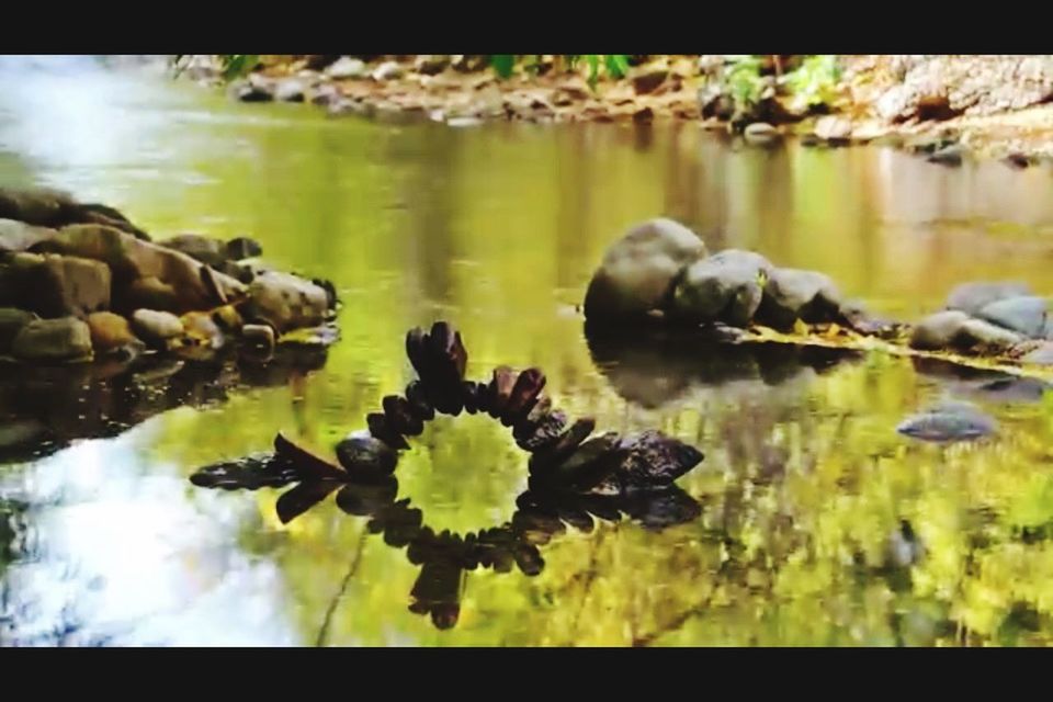 water, reflection, lake, pond, nature, floating on water, waterfront, beauty in nature, plant, tranquility, water lily, leaf, standing water, growth, close-up, day, outdoors, flower, no people, fragility