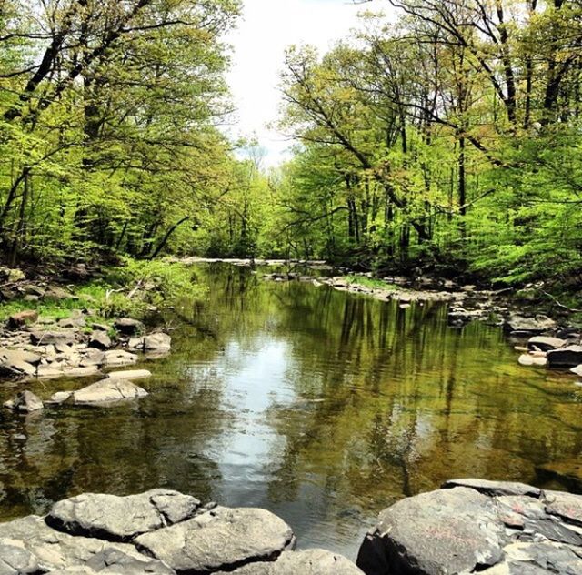 STREAM FLOWING IN FOREST