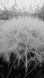 Close-up of dandelion on field