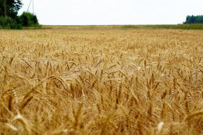 Scenic view of wheat field against sky