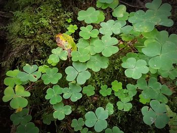 High angle view of small plant on field