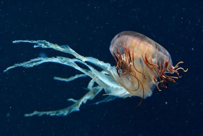 Close-up of jellyfish in sea