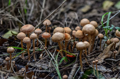 Close-up of mushrooms growing on field