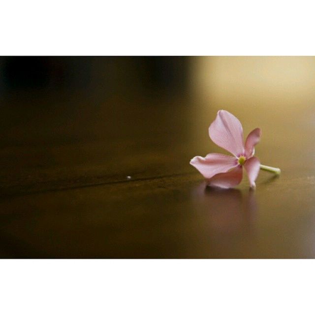 flower, petal, transfer print, fragility, freshness, flower head, beauty in nature, auto post production filter, pink color, growth, nature, blooming, close-up, plant, blossom, in bloom, stem, no people, indoors, pink