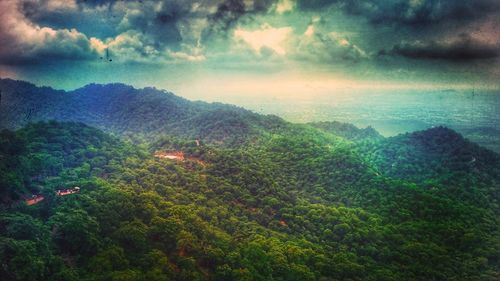 Scenic view of forest against sky