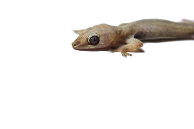 Close-up of frog over white background