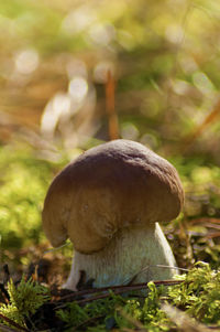 Close-up of mushroom growing on field