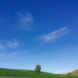 Scenic view of grassy field against blue sky