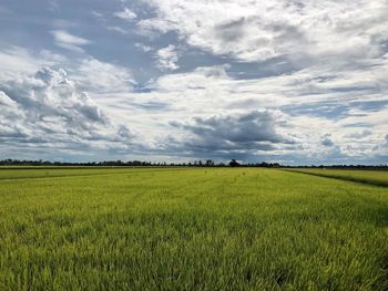 Scenic view of agricultural field against sky