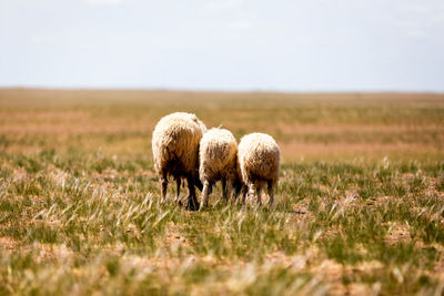 Sheep grazing in a field