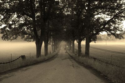 Road passing through trees