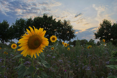 Close-up of yellow flowering plants on field against sky