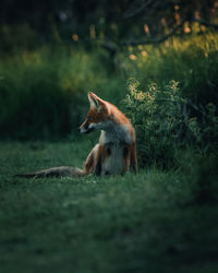 Fox sitting in a field