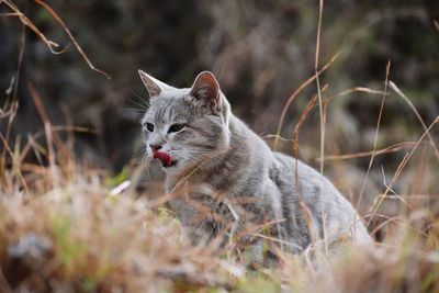 Cat looking away on field