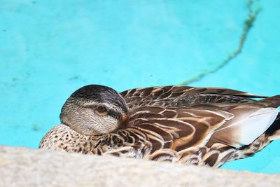 Close-up of duck swimming in sea