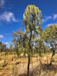 Australian outback endemic species of the genus hakea, proteaceae. 