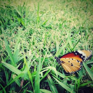 Close-up of butterfly on grassy field