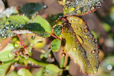 Close-up of water drops on leaf
