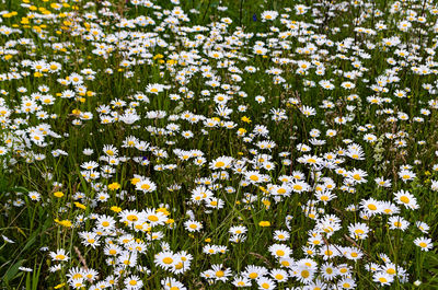 High angle view of white flowering plants on field