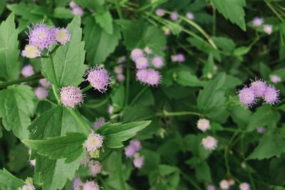 Purple flowers blooming outdoors