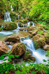 Scenic view of waterfall in forest