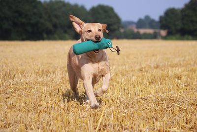 Portrait of dog on field