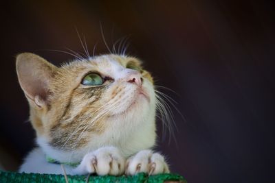 Close-up of cat looking away