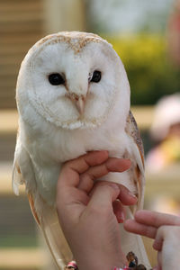 Cropped image of hand holding barn owl