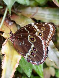 Close-up of butterfly on plant