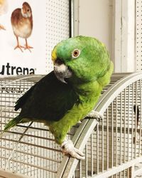 Bird perching in cage