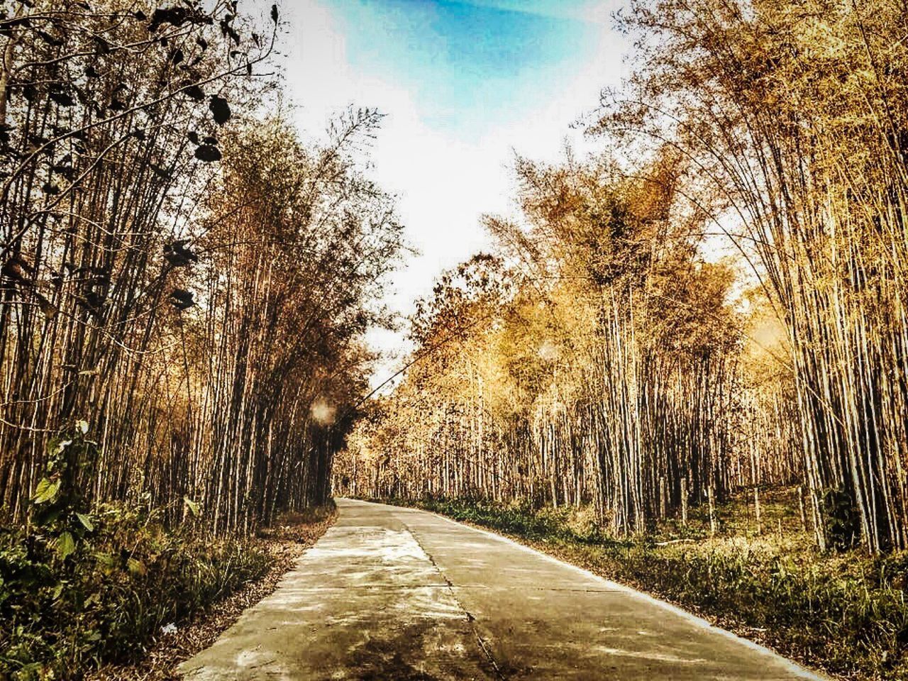 VIEW OF EMPTY ROAD IN FOREST