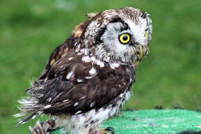 Close-up of owl