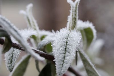 Frozen leaves