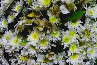 High angle view of white flowering plants