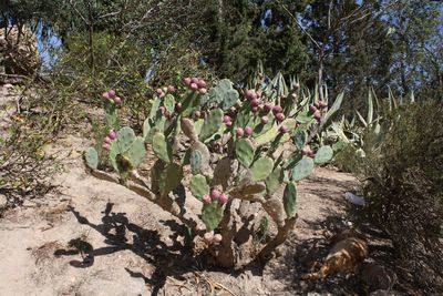 Plants against trees