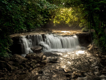 Scenic view of waterfall in forest