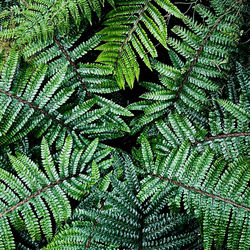 I love taking pictures of beautiful ferns