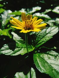 Close-up of yellow flowers