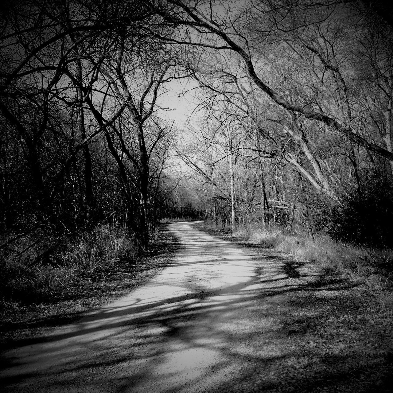 the way forward, tree, bare tree, diminishing perspective, tranquility, vanishing point, road, branch, transportation, tranquil scene, nature, dirt road, empty, long, landscape, empty road, footpath, outdoors, country road, no people