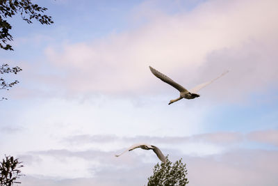 Low angle view of swan flying in sky