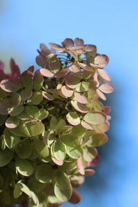 Close-up of flowering plant against blue sky