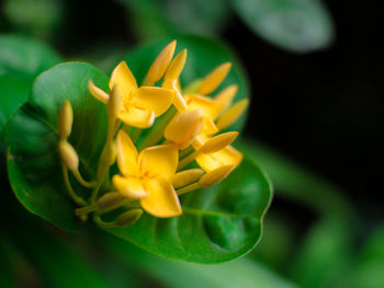 Close-up of yellow flowers blooming outdoors